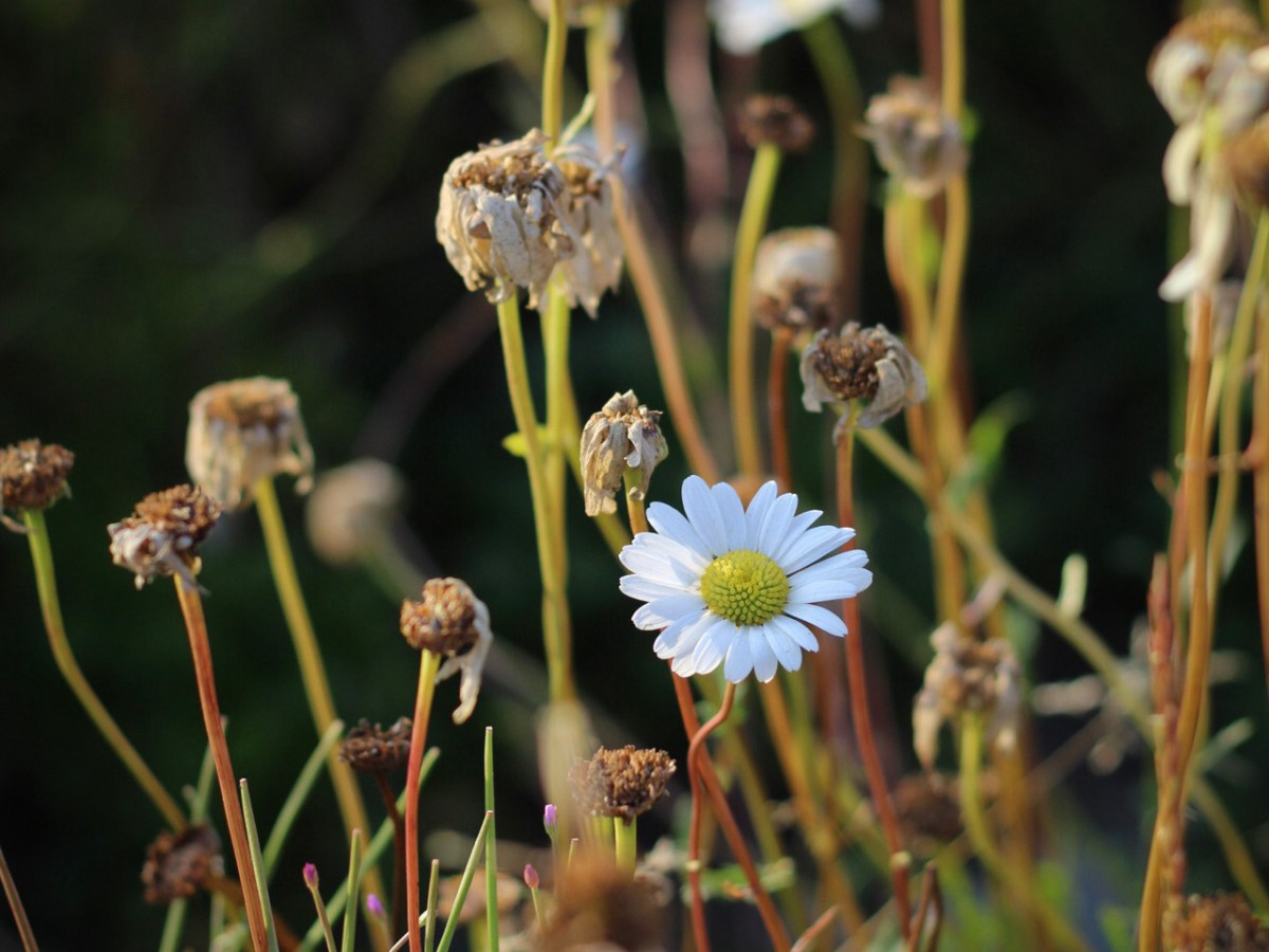 Big News for The Fox and&nbsp;Dingo